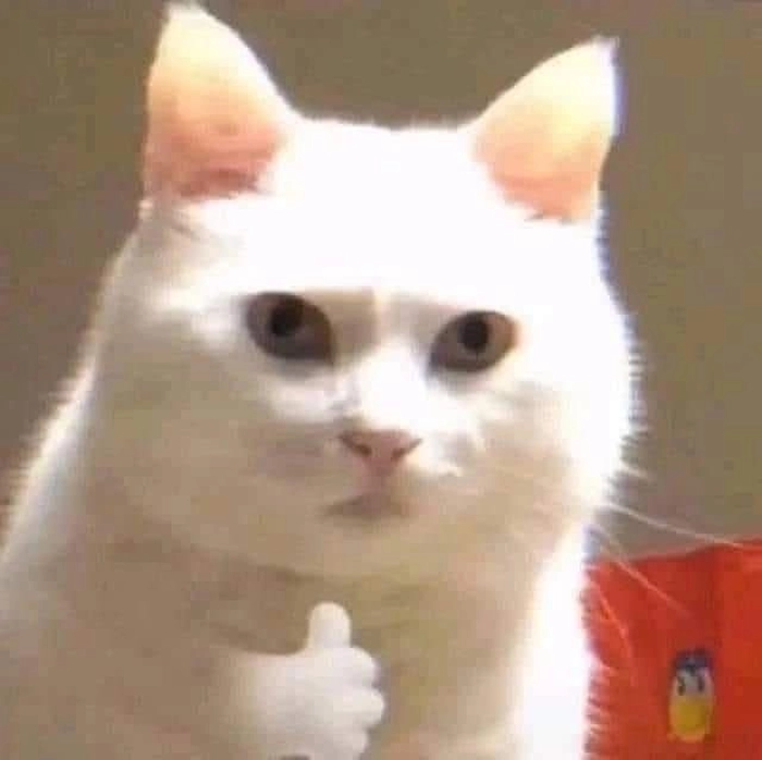 Meme mèo chỉ tay biểu cảm