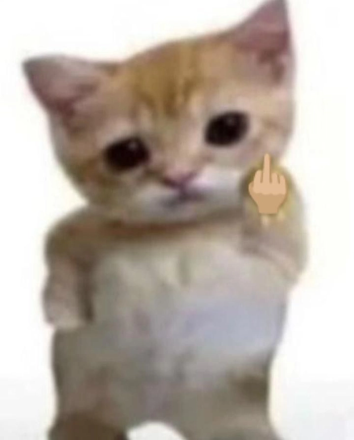 Meme mèo chỉ tay chế hài