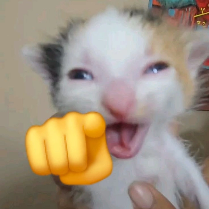 Meme mèo chỉ tay gắt gỏng