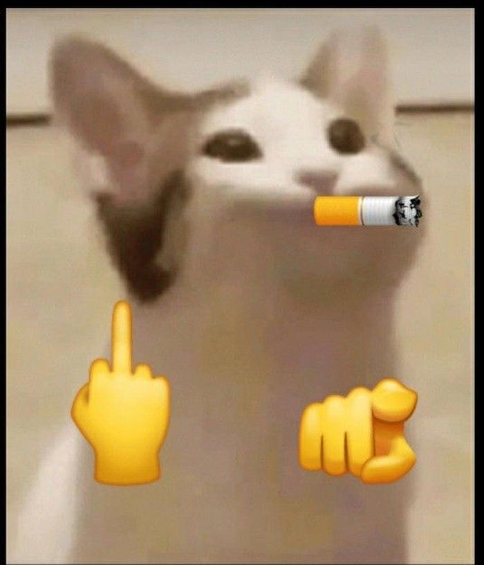 Meme mèo chỉ tay hài hước