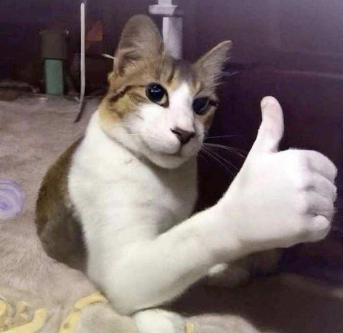 Meme mèo chỉ tay ngầu lòi