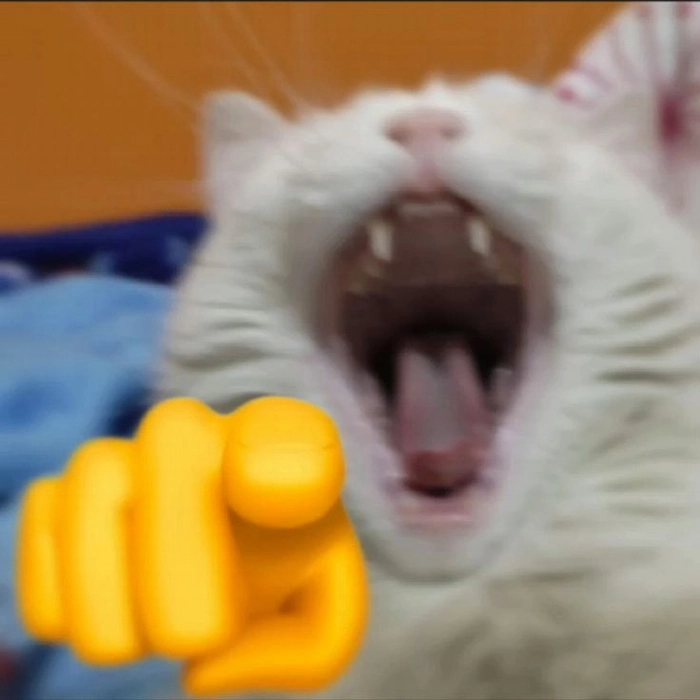 Meme mèo chỉ tay nói chuyệvn
