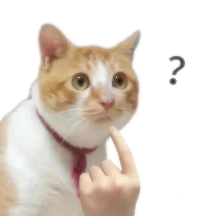 Meme mèo chỉ tay vào mặt