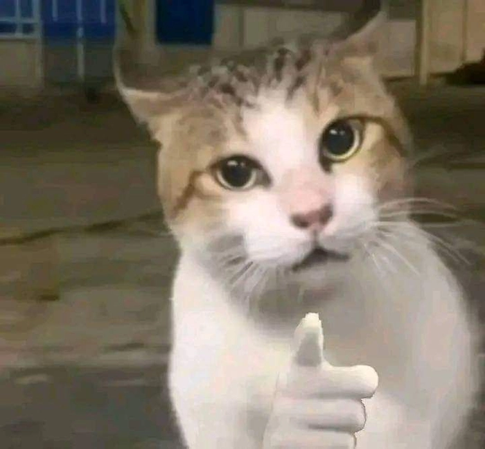 Meme mèo chỉ tay