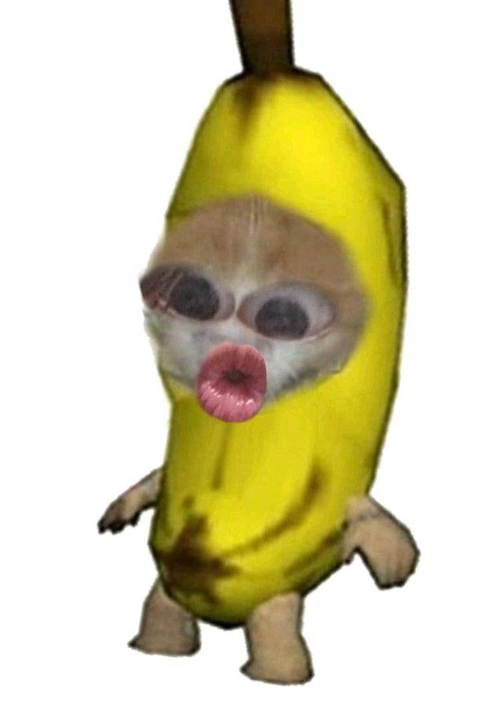 Meme mèo chuối ngồi thẫn thờ