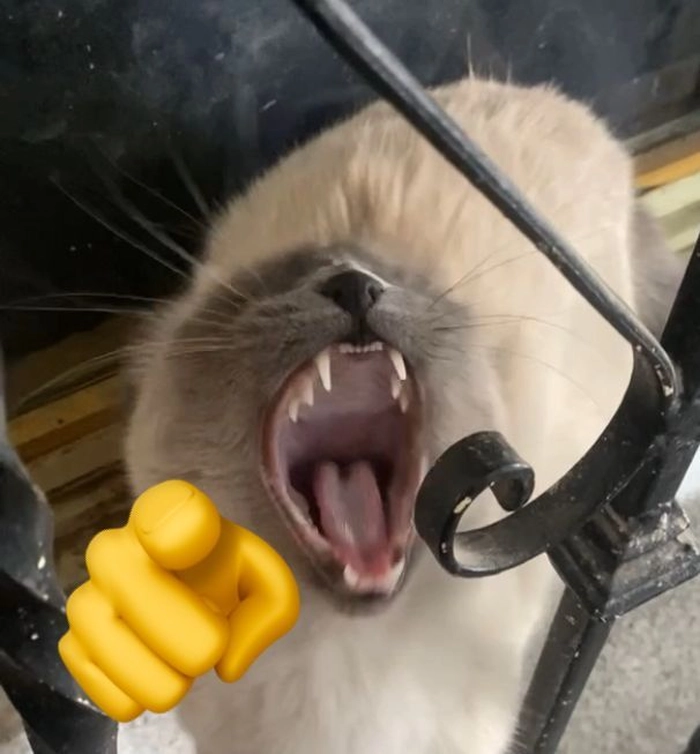 Meme mèo cười chỉ tay