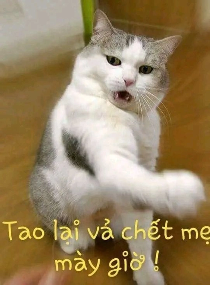 Meme mèo cười cute dễ thương