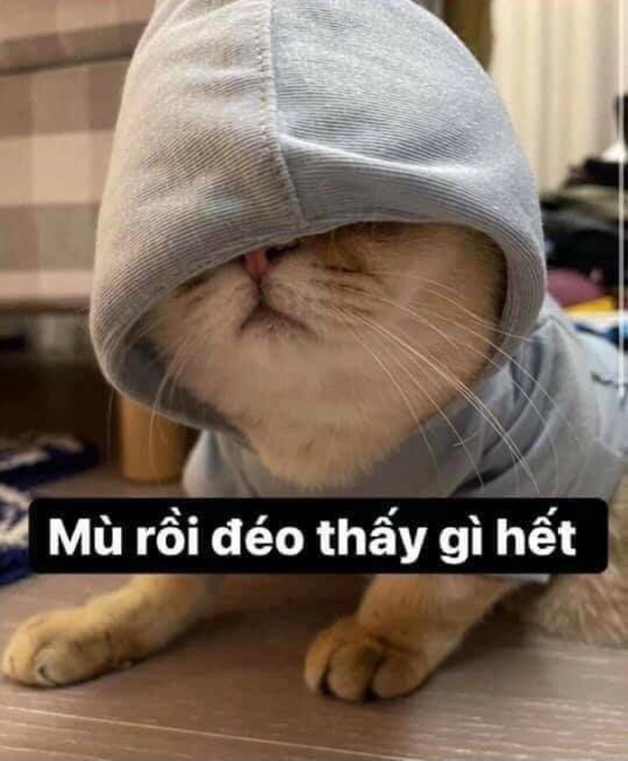 Meme mèo cười cute ngáo