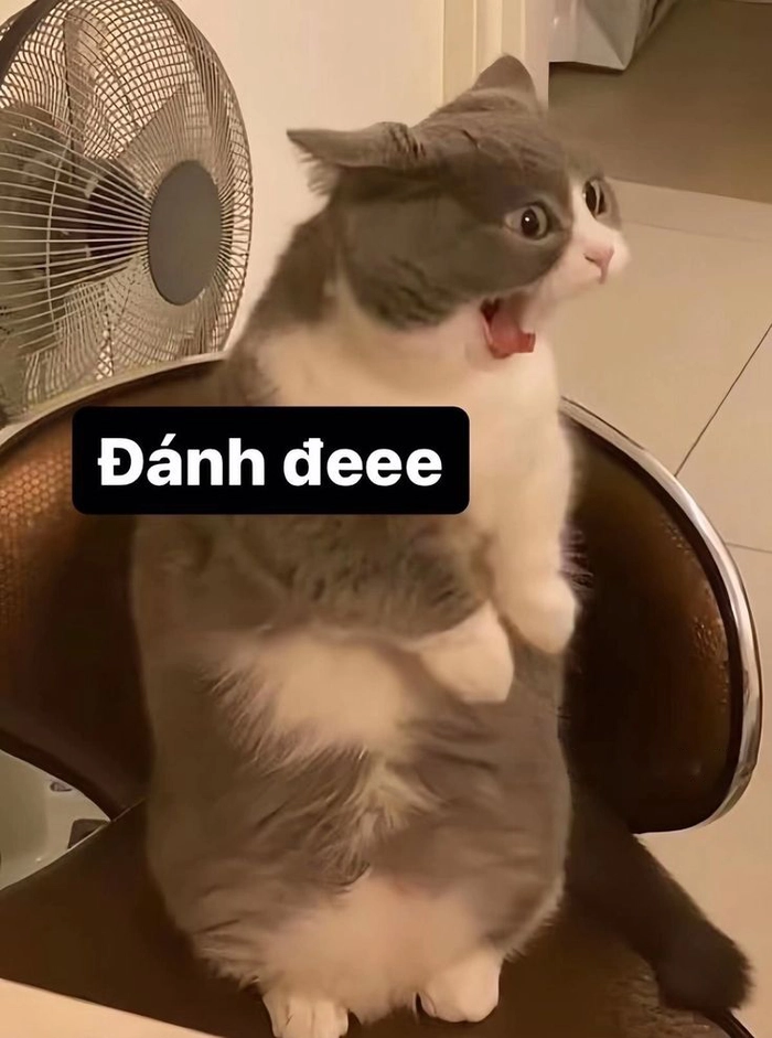 Meme mèo cute biểu cảm lạ