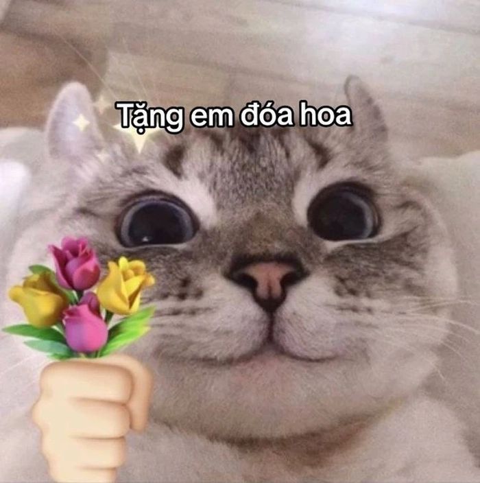 Meme mèo cute cầm hoa