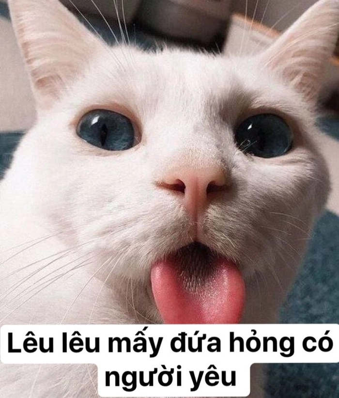Meme mèo cute đáng yêu