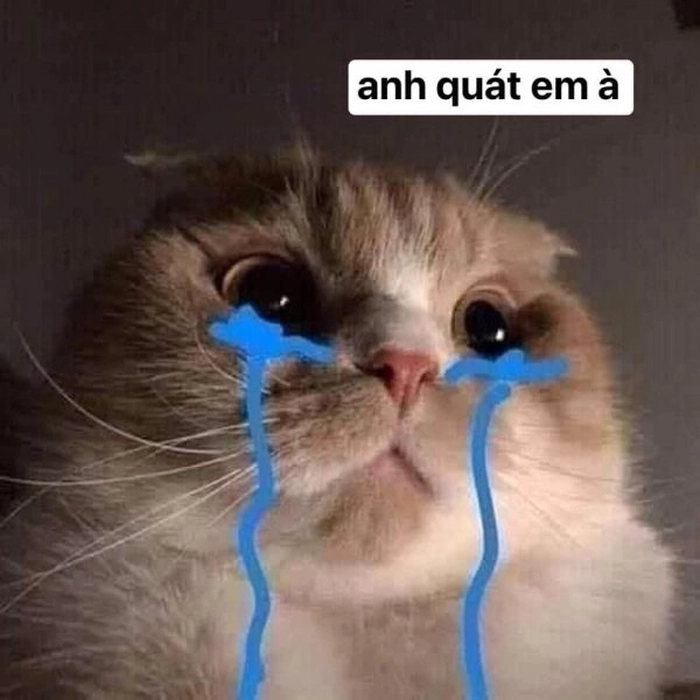 Meme mèo cute hờn cả thế giới
