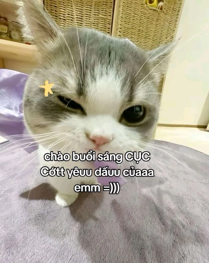 Meme mèo cute lầy lội