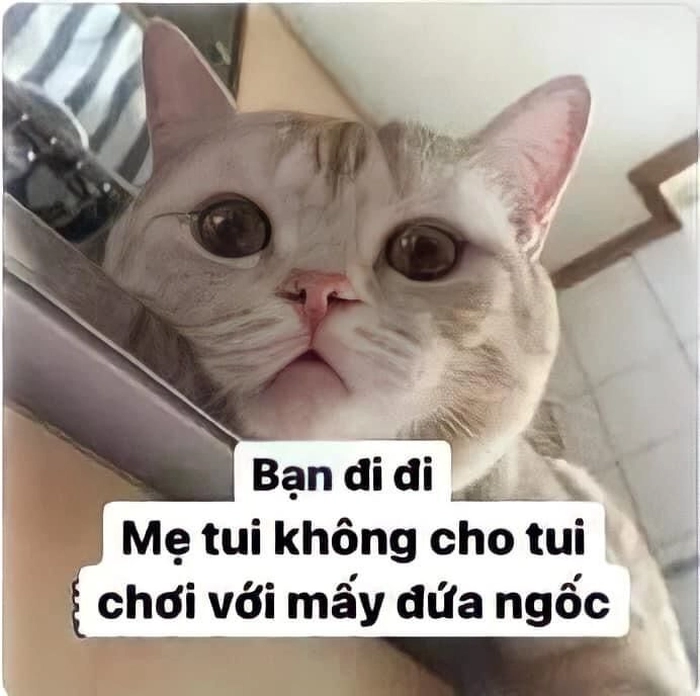 Meme mèo cute mắt to