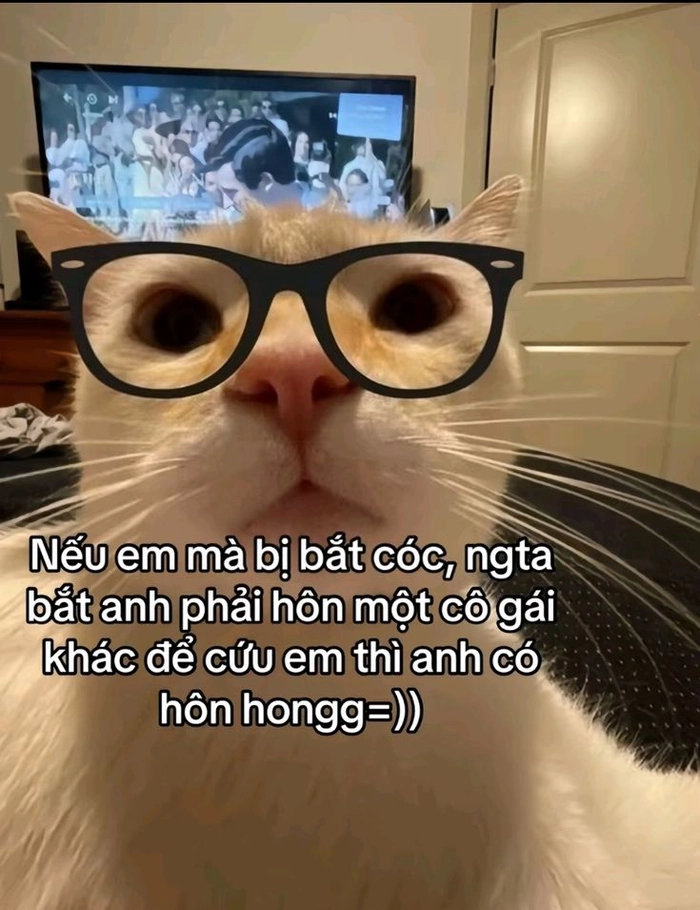 Meme mèo cute nhìn yêu