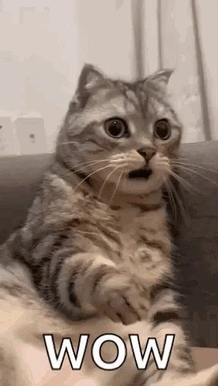 Meme mèo cute wow bựa