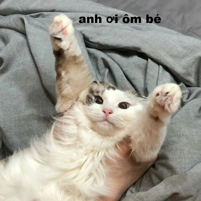 Meme mèo dang tay đòi ôm
