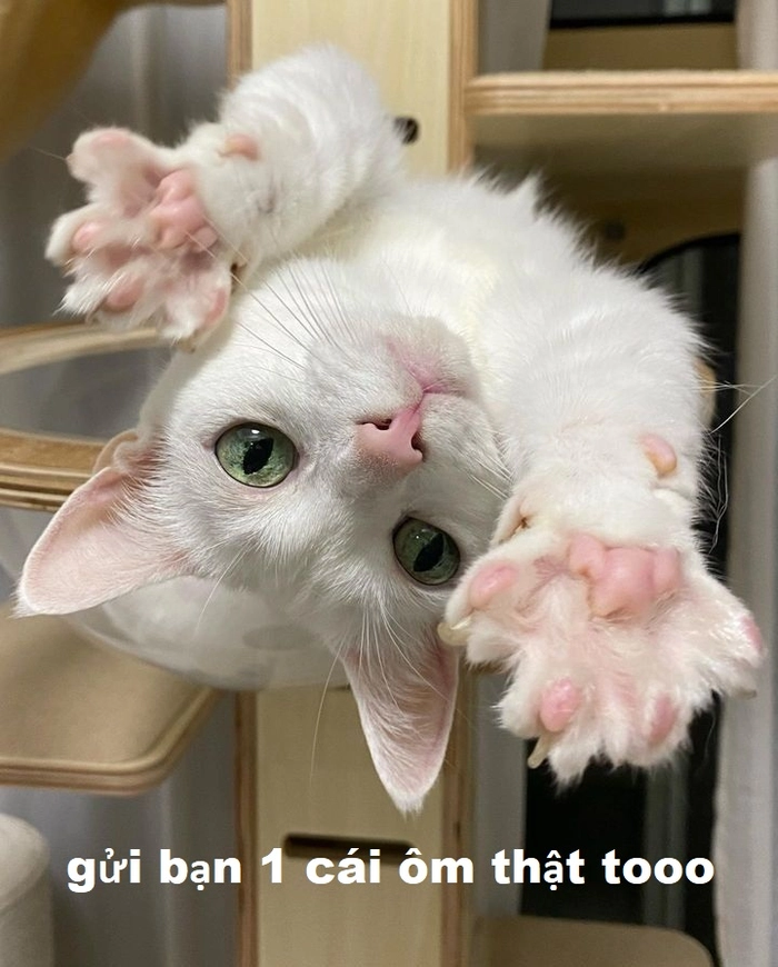 Meme mèo dang tay ôm bá đạo