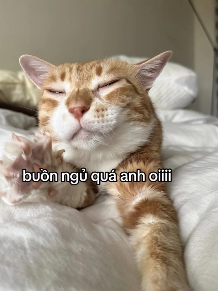 Meme mèo dễ thương cute