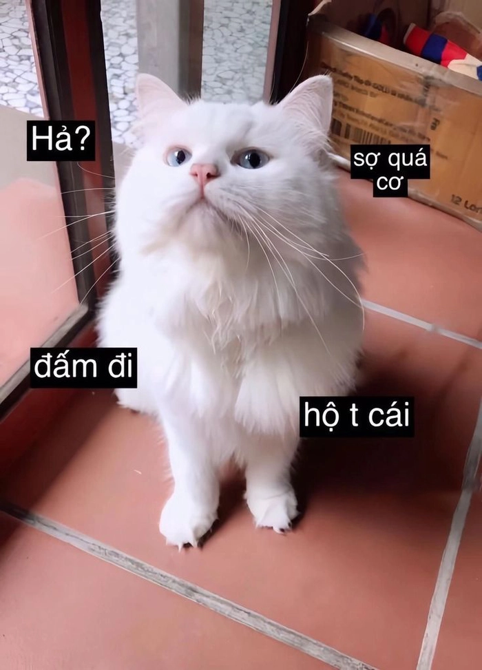 Meme mèo dễ thương đáng yêu