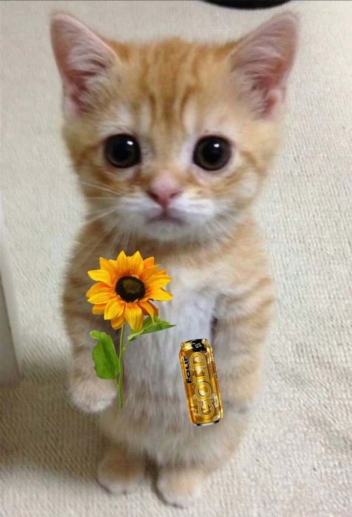 Meme mèo dễ thương tặng bông