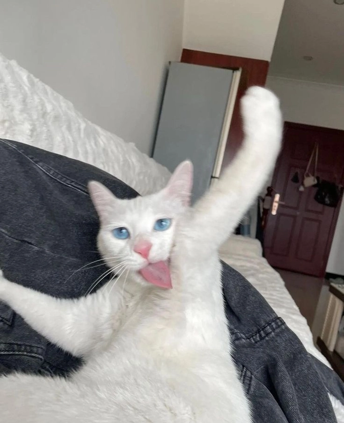 Meme mèo dơ tay