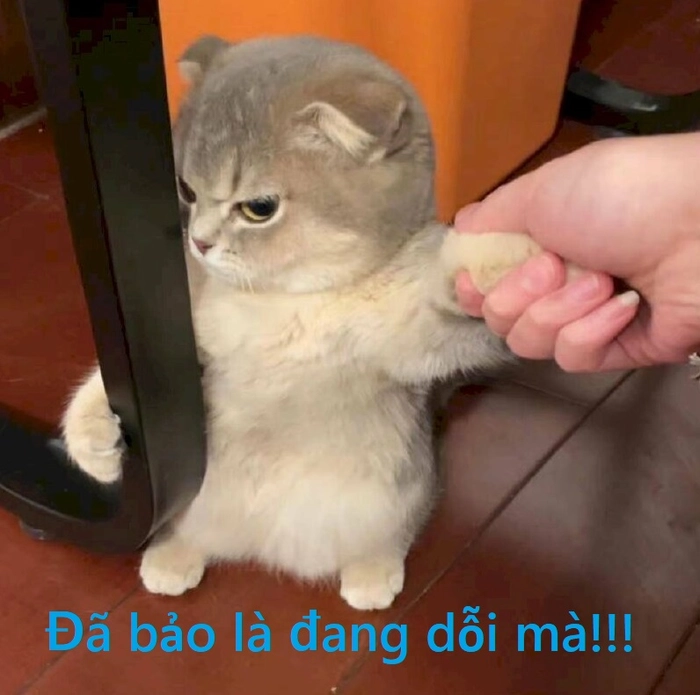 Meme mèo dỗi ăn vạ chuẩn từng nét