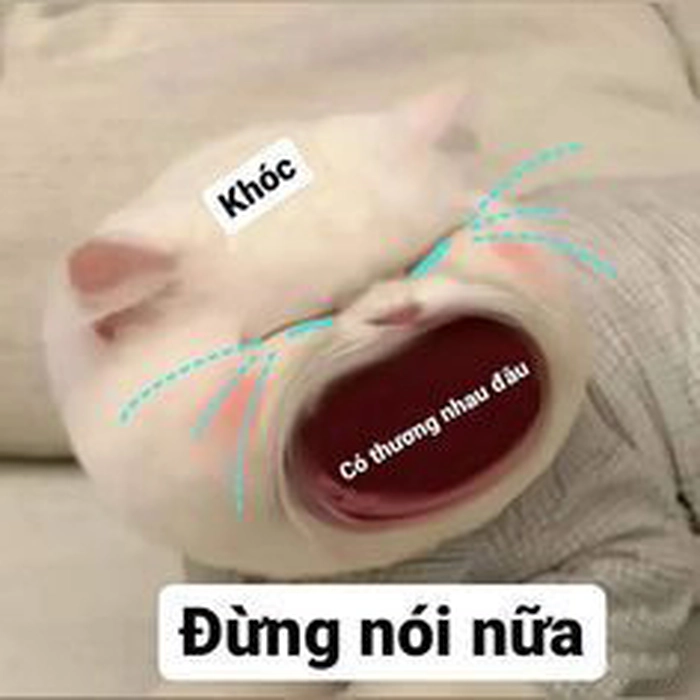 Meme mèo dỗi biểu cảm hài hước