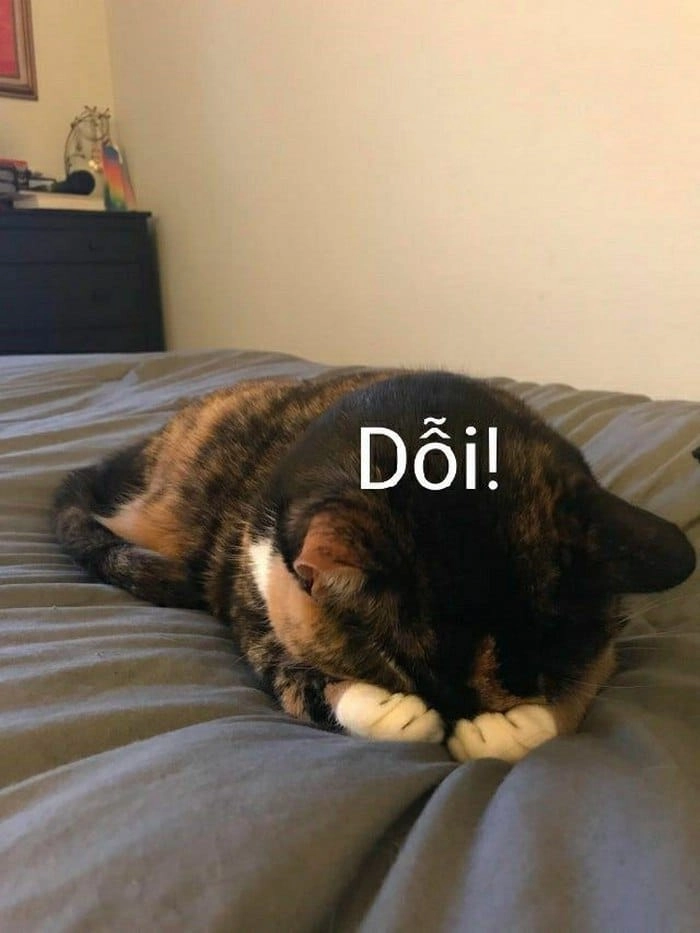 Meme mèo dỗi buồn ngủ đáng yêu