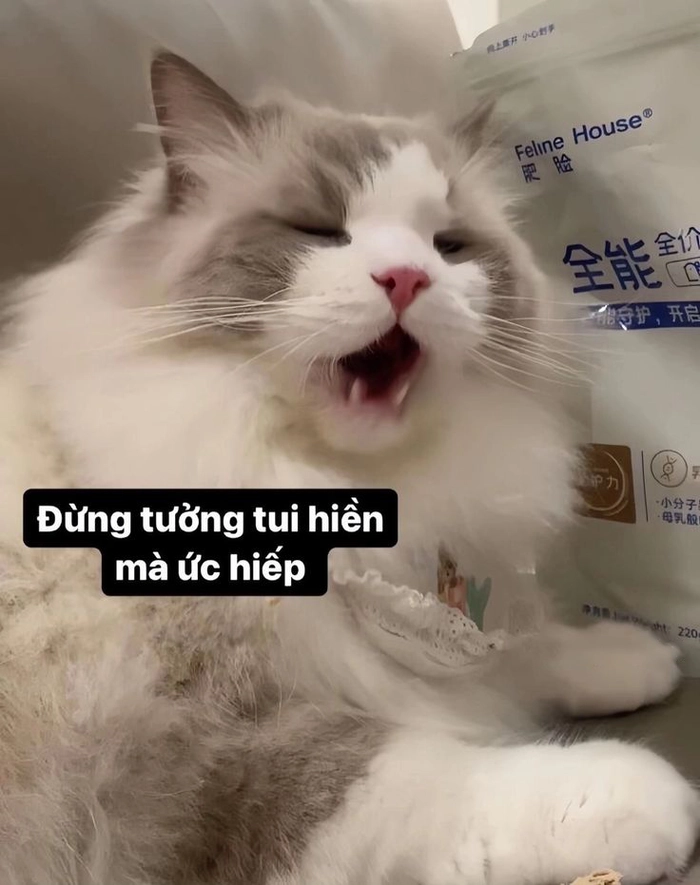 Meme mèo dỗi cute lườm nguýt