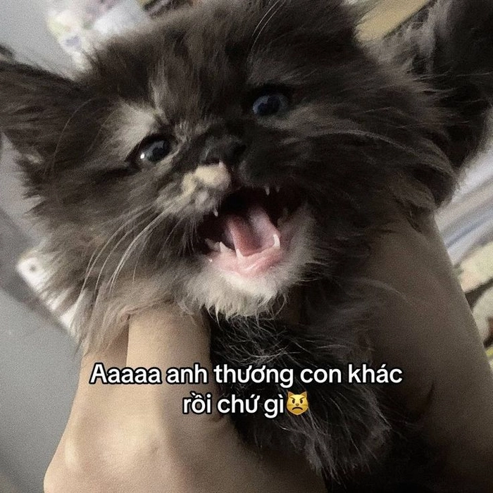 Meme mèo dỗi cute siêu lầy