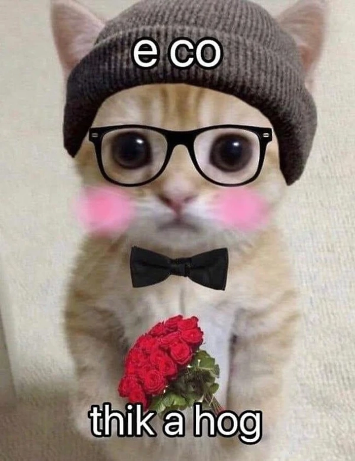 Meme mèo đội mũ cầm hoa