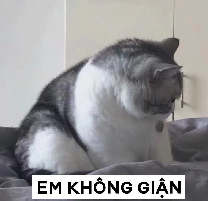 Meme mèo dỗi nằm quay lưng