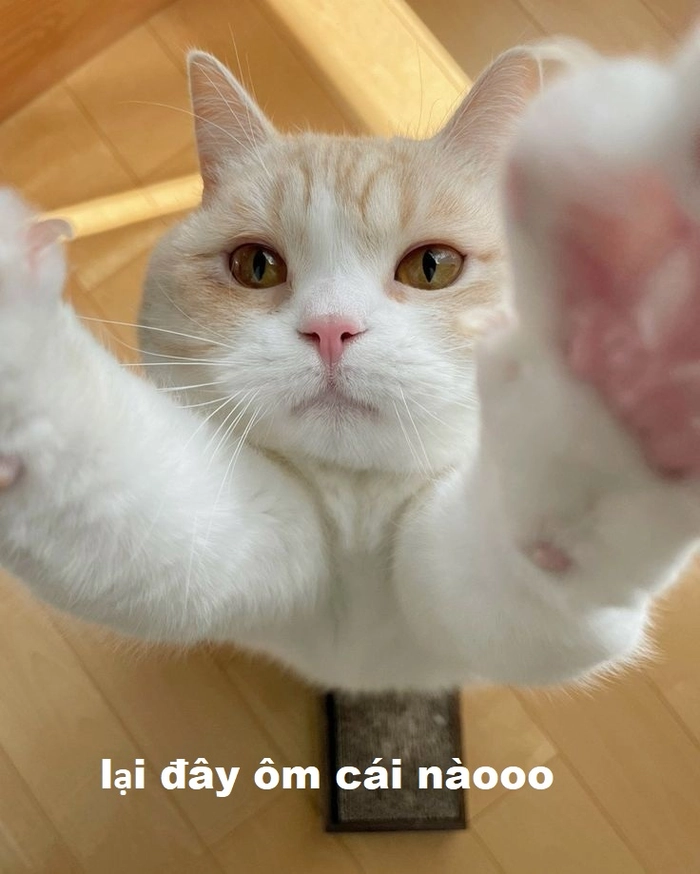 Meme mèo đòi ôm cưng xỉu
