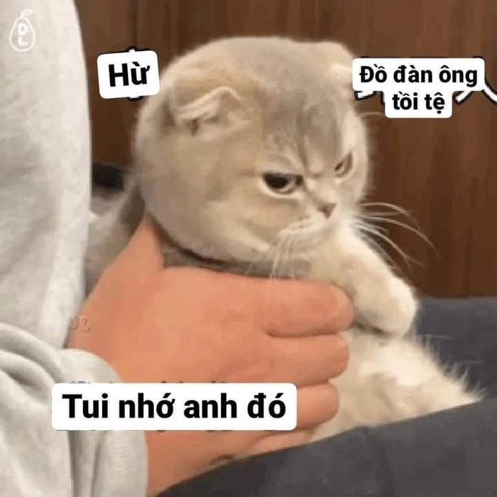 Meme mèo giận dỗi không thèm nhìn