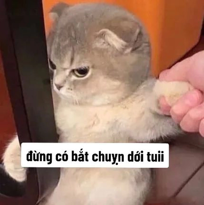 Meme mèo giận dỗi siêu cute