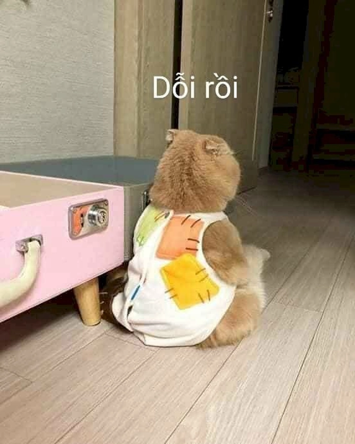 Meme mèo giận dữ nhìn muốn ôm