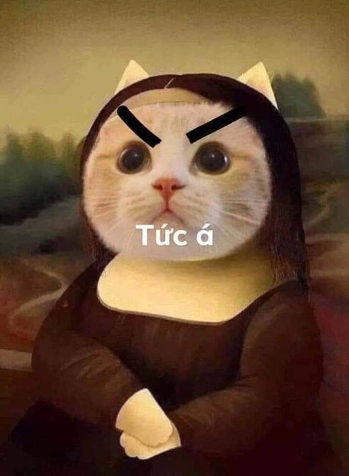 Meme mèo giận dữ quạo gắt