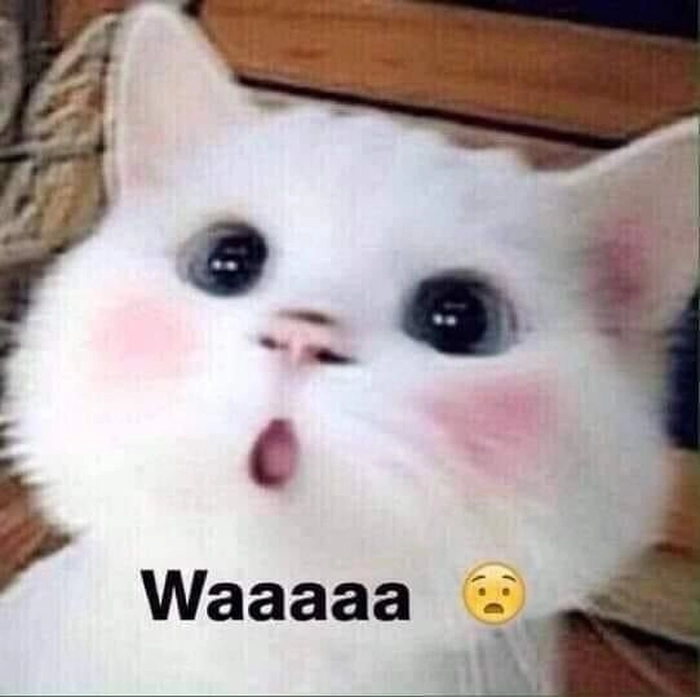 Meme mèo há mồm bất ngờ cute