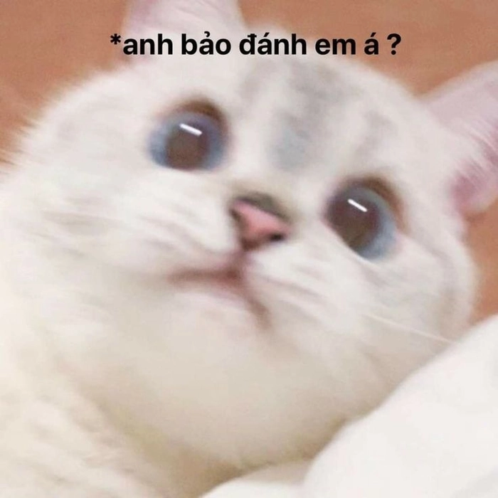 Meme mèo há mồm ngạc nhiên cực bựa