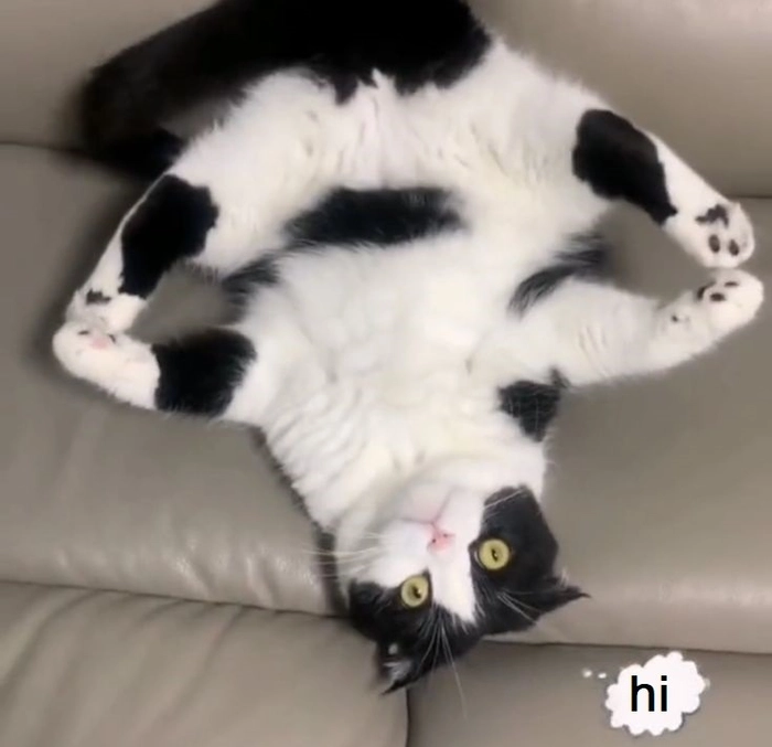 Meme mèo hello cười hài