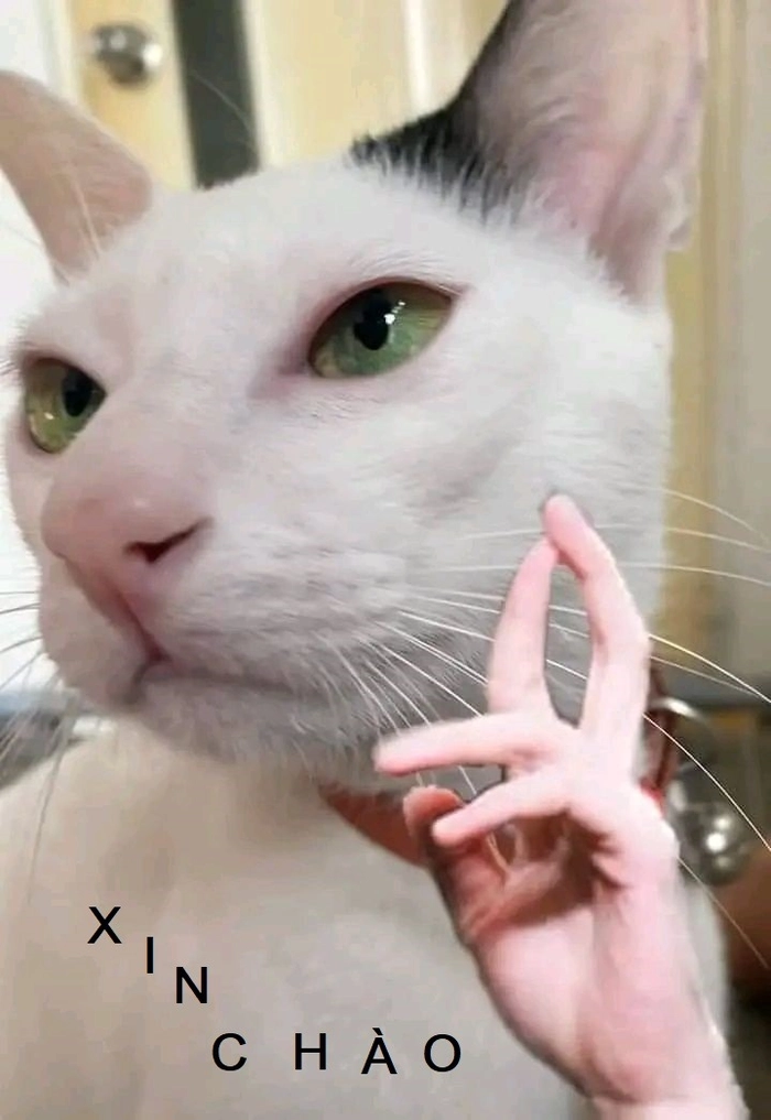 Meme mèo hello cute hài