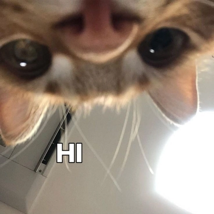 Meme mèo hello đáng yêu