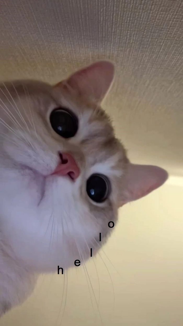 Meme mèo hello lầy lội
