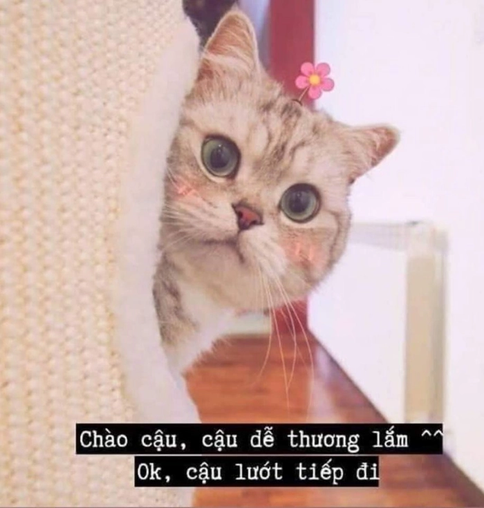 Meme mèo hello ngơ ngác dễ thương