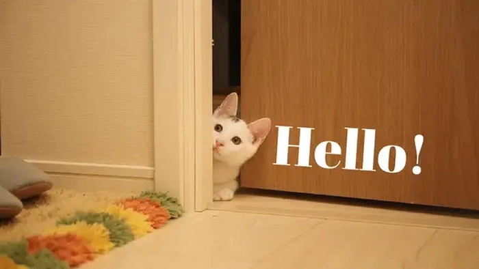 Meme mèo hello team online