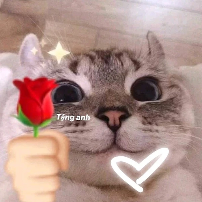 Meme mèo hoa hồng meme