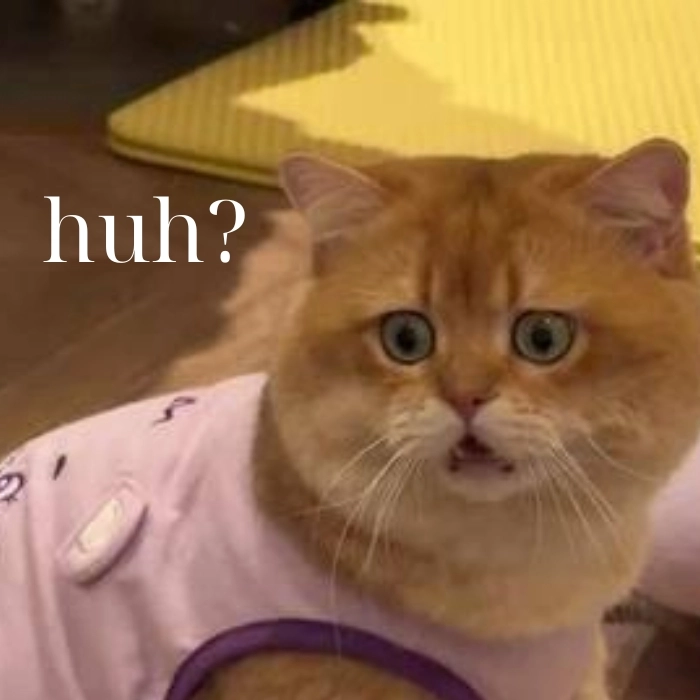 Meme mèo hỏi chấm đứng hình