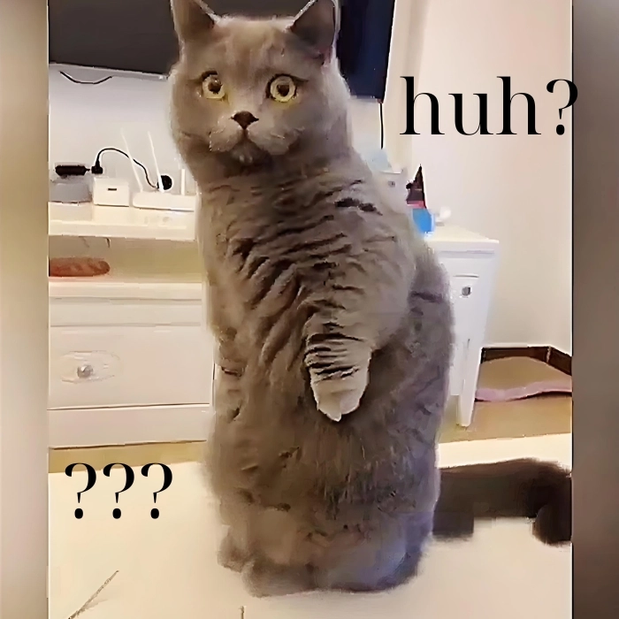Meme mèo hỏi chấm khó tin