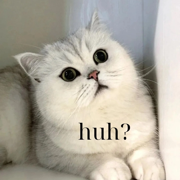 Meme mèo hỏi chấm ngạc nhiên